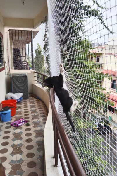Pets Safety Nets for Balconies in Bangalore