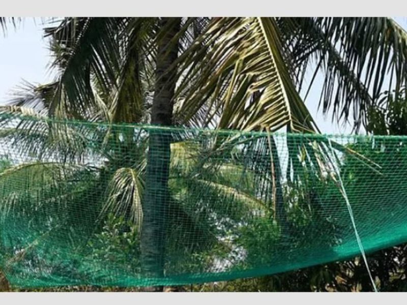 Coconut Tree Safety Nets Installation