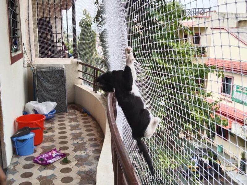 Pets Safety Nets Fixing