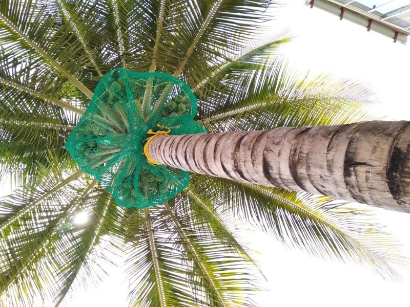 Coconut Tree Safety Nets Installation